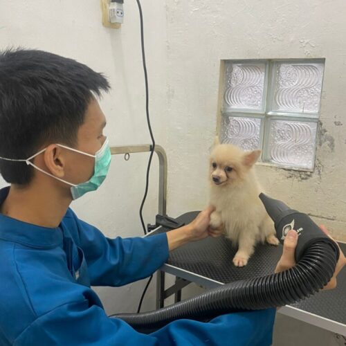 Grooming Anjing Grooming Anjing