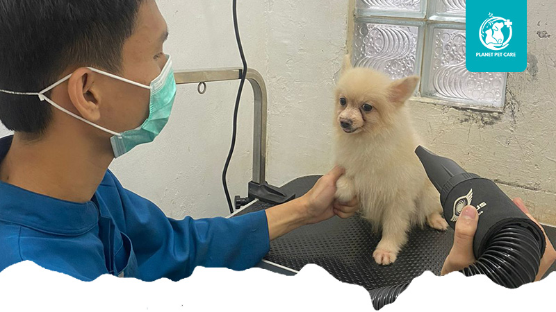 artikel planet pet care 2