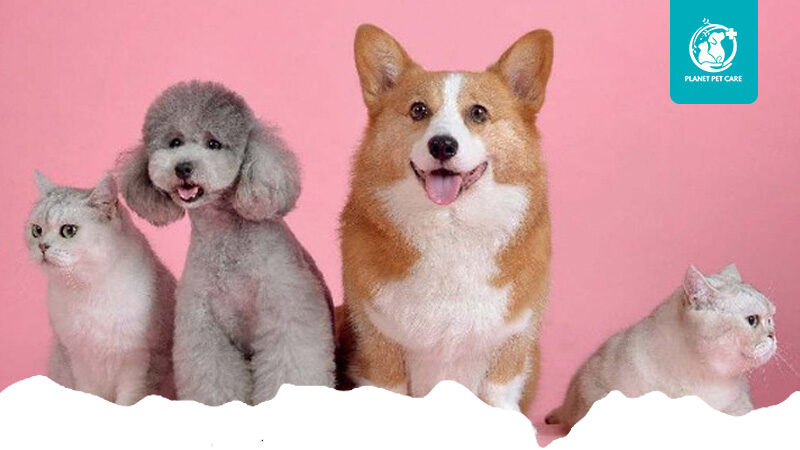 artikel planet pet care 3